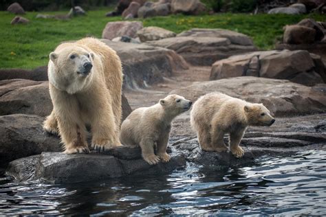 9 days tag your friends to let them know about this special day! Three polar bear cubs get names finally - 614NOW
