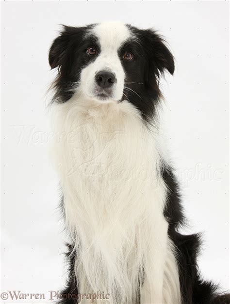 Black And White Border Collie Dog Photo Wp39194