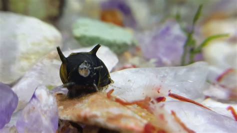 Horned Nerite Snail Youtube