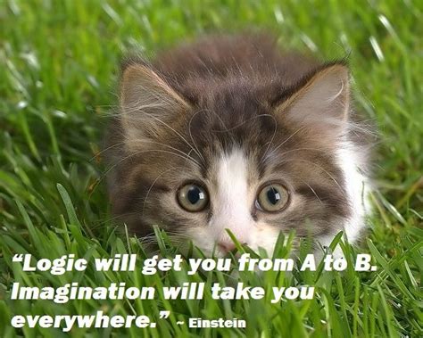 Albert Einstein Quote Kittens Cutest Cute Cats Cute Animals