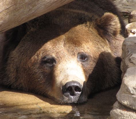 Ybgzb3b Snoozing Grizzly Bear Denver Zoo Colorado