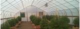 Growing Marijuana In A Greenhouse