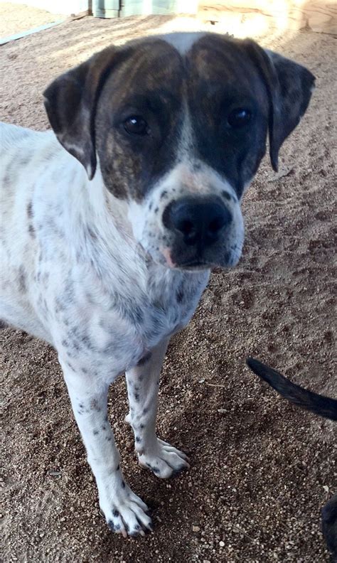 Adopters are only required to pay towards the. Boxapoint dog for Adoption in Portland, OR. ADN-636838 on ...