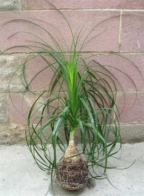 How To Care For A Ponytail Palm Indoors Smart Garden Guide