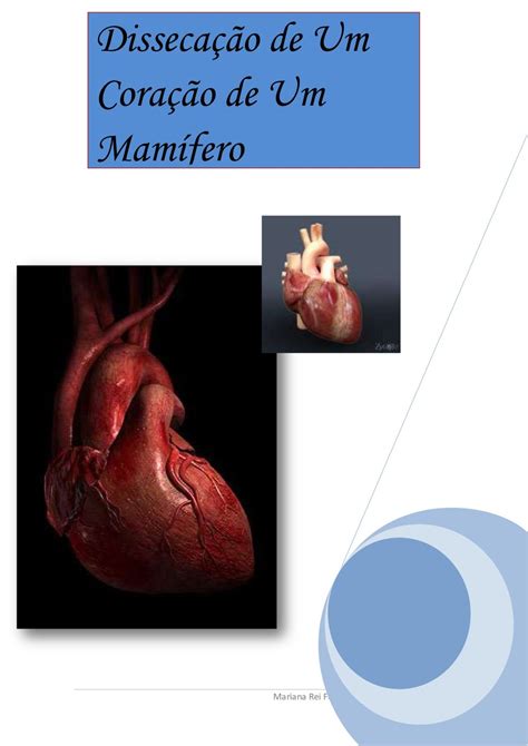 Coração De Um Mamifero