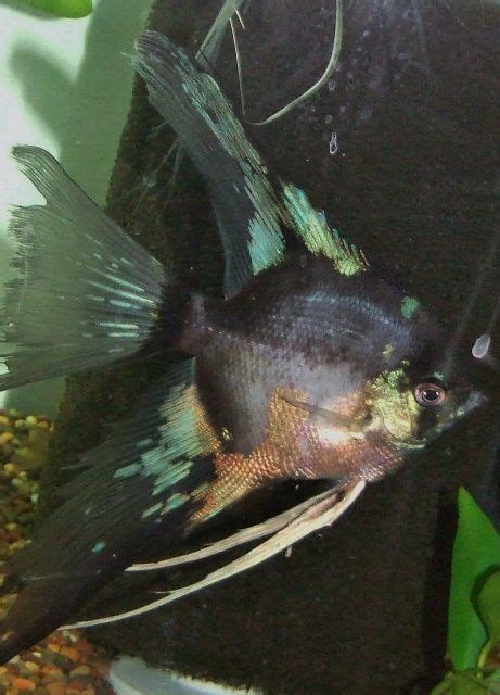Leopard Angelfish Pinoy Smokey Youngster Peixes Tropicais Espécies