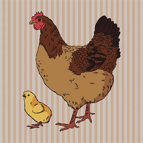 10 Big Brown Cocks Illustrations Royalty Free Vector Graphics And Clip