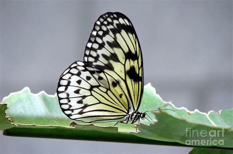 Techniques of painting on rice paper have been around for over 2,000 years, and were established in china, japan and korea. Rice Paper Butterfly on a Leaf Photograph by Inspired ...