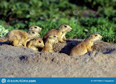 Blacktail Prairie Dog Pups 54908 Stock Image Image Of Pups Young