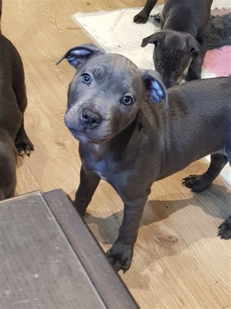 55 Cute Blue Pedigree Staffy Puppies For Sale Image Uk
