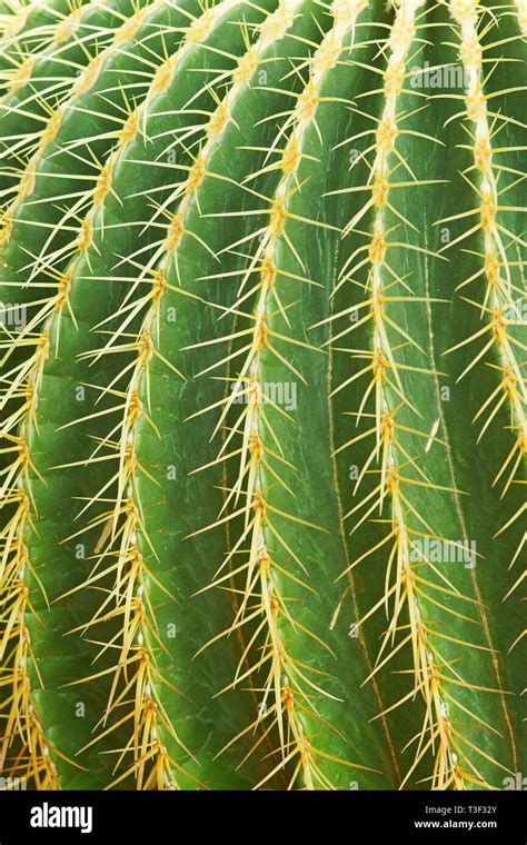Golden Barrel Cactus Stock Photo Alamy