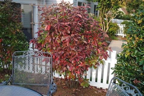 Photo Of The Fall Color Of Possumhaw Viburnum Viburnum Nudum