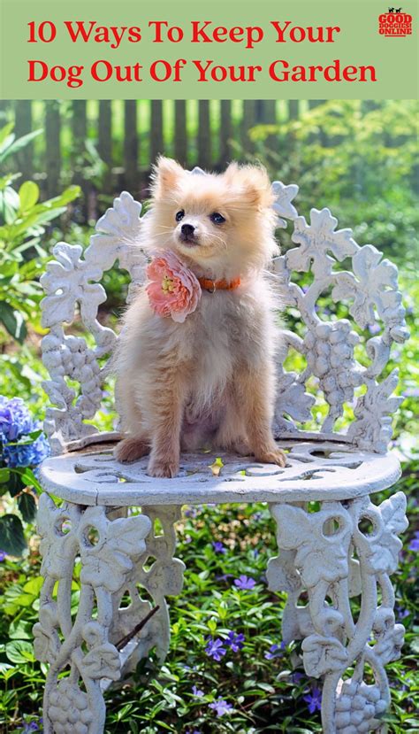 These pups will need patient and loving adopters who can teach them all about how great life as a dog can be. How to Keep Dogs Out of Garden & Flower Beds | Dog ...