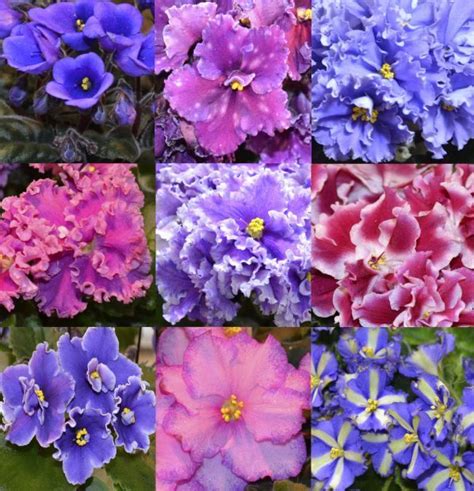 Keeping Your African Violets Beautiful Home And Garden