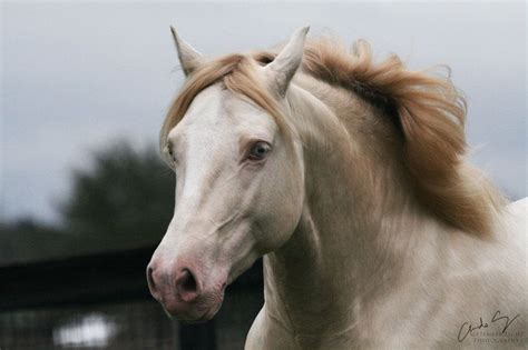 Hackney Horse Welsh Pony Horse Portrait Work With Animals Arabian