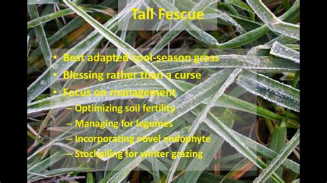 Extending Grazing Tall Fescue Youtube