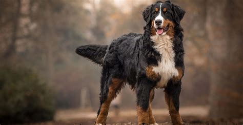 Bernese Mountain Dog Guide Size And Breed Characteristics