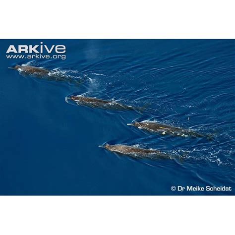Baird's beaked whale english baleine à bec de. Плавуны (Berardius) | LifeCatalog