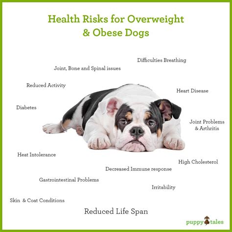Canine Obesity ~ And How To Avoid Your Dog Passing Away Before Its