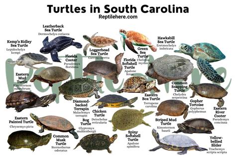 Turtles In South Carolina 20 Species That Are Found Here