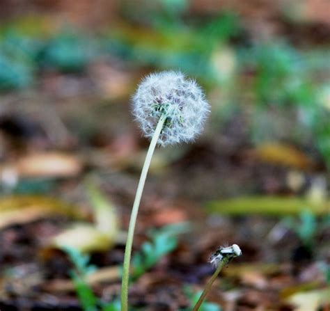 Dandelion Fluff Free Stock Photo Public Domain Pictures