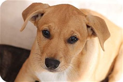 How much do golden retrievers cost? Sydney | Adopted Puppy | Spokane, WA | Labrador Retriever/Shepherd (Unknown Type) Mix