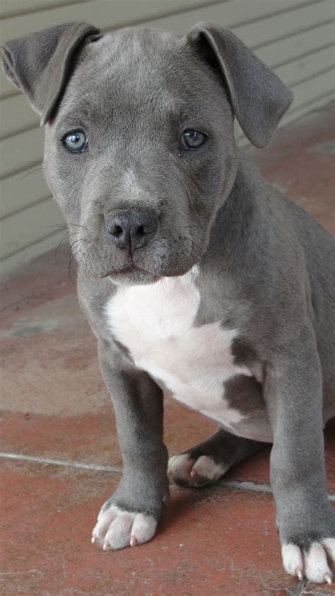 Our Blue Nose Pitbull Puppy Named Rosie Baby Blue