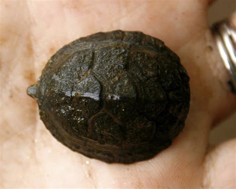 Common Musk Turtle Hatchling Project Noah
