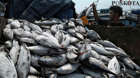 Hasil Tangkapan Ikan Nelayan Muara Angke Melimpah Saat Fenomena El Nino