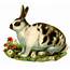 Animal Clip Art  Spotted Bunny The Graphics Fairy