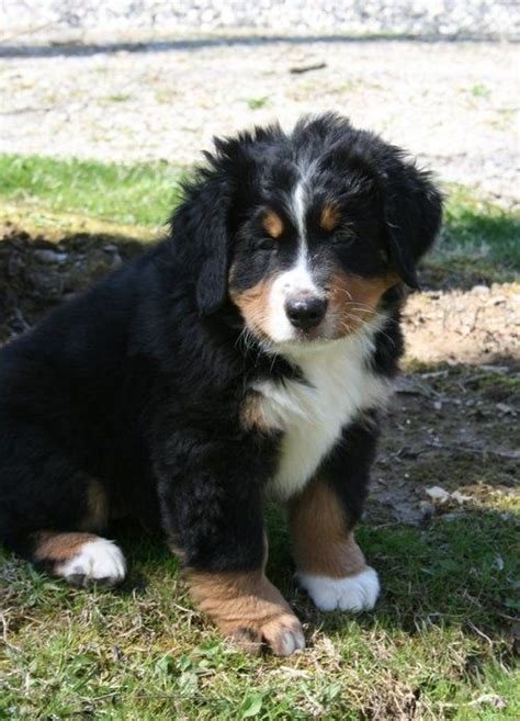 We offer ofa stud service to approved females 2 years of age or older that have had. Bernese Mountain Dog Puppies For Sale | Miami, FL #229676