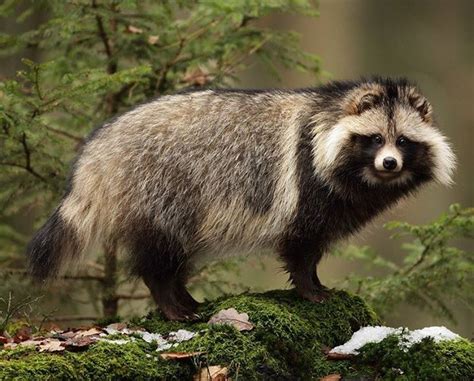 Beautiful Wildlife Raccoon Dog By Jirí Míchal By Beautiful Wildlife