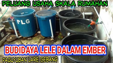 Hidroponik Ember Lele