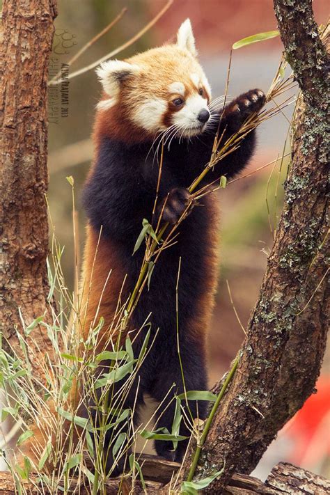 Shame Is Standing By Ravenith On Deviantart Red Panda Cute Animals