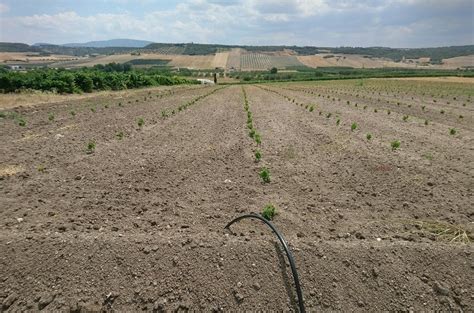 Ziraat mühendisi ne iş yapar? Asmanın Toprak İstekleri Ve Toprak Hazırlığı - Wikifarmer