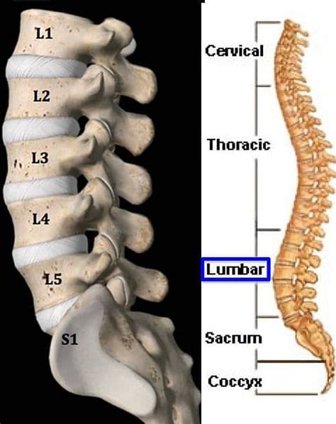 Understanding Spine Anatomy Rojeh Melikian Md