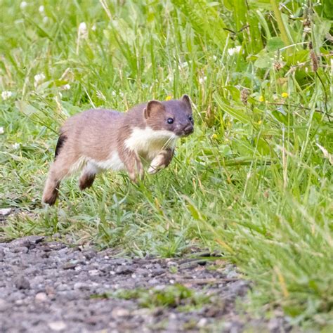 Stoat Apparently Stoats Bound And Weasels Run Richard Hunt Flickr