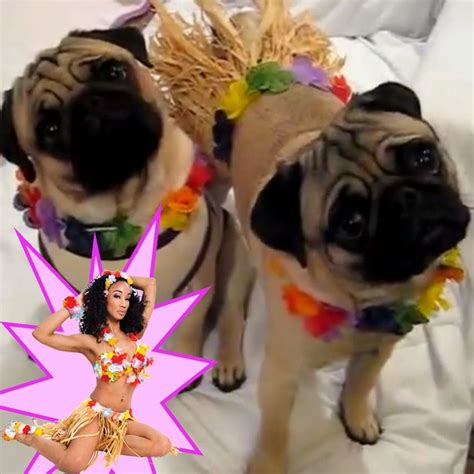 15 Pugs That Are Redefining The Sexy Costume This Halloween Sexy Halloween Costumes Sexy