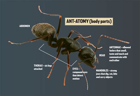 Student Research Pages Awesome Ants — Texas Parks And Wildlife Department
