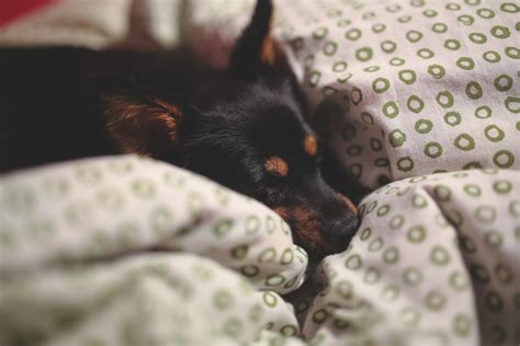 Free Images Sweet Puppy Animal Cute Pet Sleeping Small Black