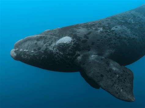 North Atlantic Right Whale Baby