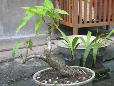 14 How To Bonsai A Mango Tree Most Popular Hobby Plan