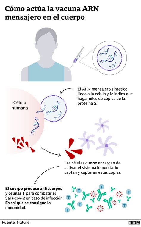 Covid los pasos del revolucionario método ARNm usado para crear vacunas que muestran