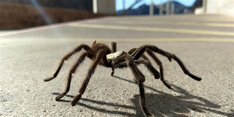 Las Vegas Desert Recluse Spider