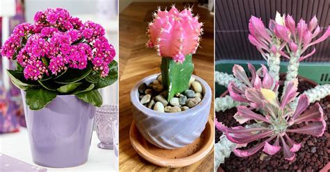16 Most Beautiful Pink Succulents In India India Gardening