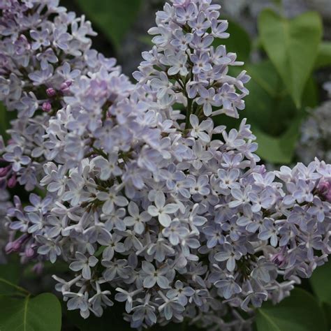 Centennial Lilac Garden Queenston 2023 What To Know Before You Go