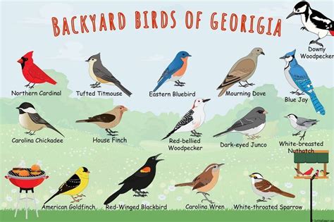 Most Common Backyard Birds Of Georgia Backyard Birds Birds Of