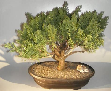 We did not find results for: Juniper Bonsai Tree (Juniperus Chinensis 'parsonii')
