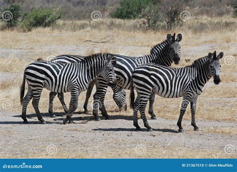 Small Group Of Zebras In Dry Savanna Tanzania Stock Photo Image Of