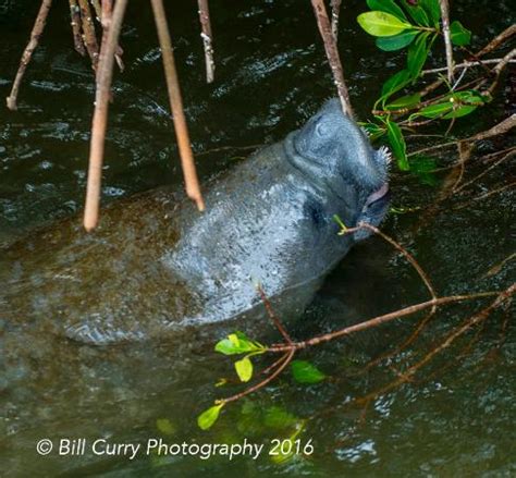 Manatee - right under the boardwalk, grazing on the ...